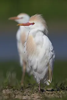 Bubulcus Ibis Prints: Cattle Egret, Bubulcus ibis