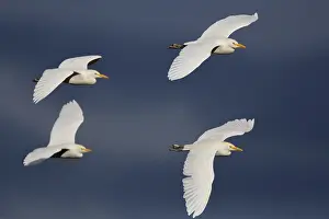 Bubulcus Ibis Prints: Cattle Egret, Bubulcus ibis