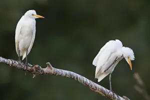 Cattle Egret Prints: Cattle Egrets