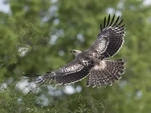 African Nature Images Prints: Changeable Hawk-Eagle, Nisaetus cirrhatus