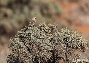 Nature Photography Australia Prints: Chirruping Wedgebill