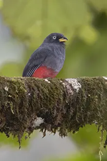South America Fauna Prints: Choco Trogon (Trogon comptus)
