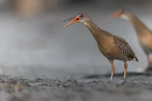 Caribbean Nature Photography Prints: Clapper Rail, Rallus crepitans