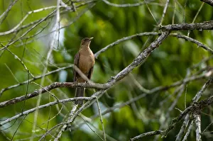 Pacific Ocean Animals Prints: A clay-colored thrush or robin