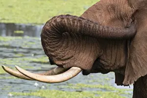 Loxodonta Africana Prints: Close up of an African elephant