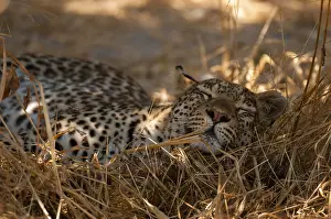 African Nature Reserve Photos Prints: Close up of a leopard, Panthera pardus