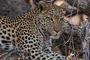 Predator Animal Photography Prints: Close up portrait of a leopard