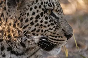 Panthera Pardus Pictures Prints: Close up portrait of a leopard