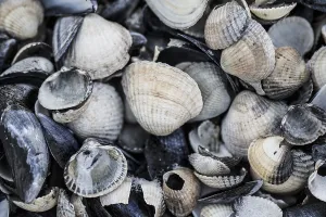 European Marine Life Prints: collection of shells