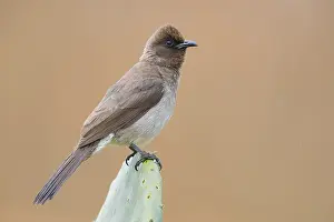 Africa Bird Species Prints: Common Bulbul