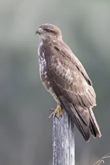 Bird Of Prey Plumage Prints: Common Buzzard