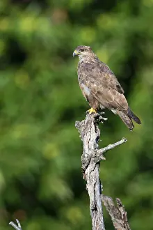 European Raptor Prints: Common Buzzard