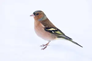 Winter Plumage Birds Prints: Common Chaffinch