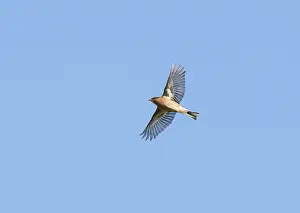 Garden Bird Photography Prints: Common Chaffinch;Fringilla coelebs