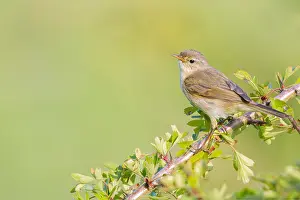 Nature Photography Wildlife Prints: Common Chiffchaff