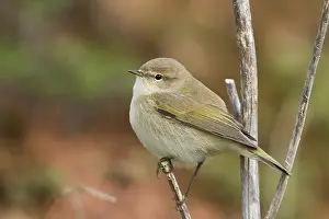 Phylloscopus Collybita Prints: Common Chiffchaff, Phylloscopus collybita