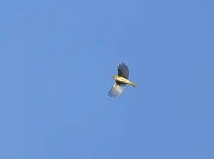 Songbird In Flight Prints: Common Chiffchaff;Phylloscopus collybita