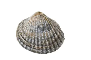 Wadden Sea Wildlife Prints: Common Cockle, Cerastoderma edule