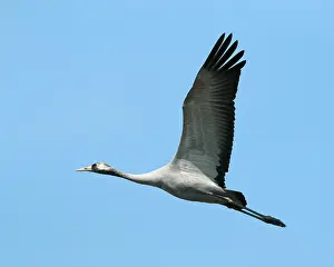 Common Crane In Flight Prints: Common crane, Grus grus