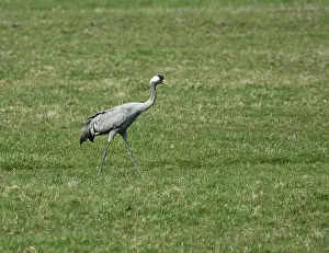 Eurasian Crane Species Prints: Common Crane, Grus grus
