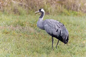 Common Crane Prints: Common crane, Grus grus