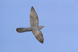 Blue Sky Wildlife Images Prints: Common Cuckoo, Cuculus canorus