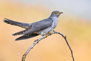 Nature Animal Images Prints: Common Cuckoo, Cuculus canorus