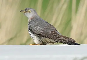 Nature Outdoor Photography Prints: Common Cuckoo, Cuculus canorus