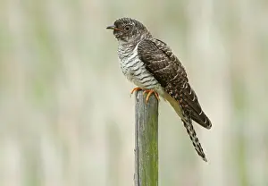 Framed Print : Print of Immature Common Cuckoo in Autumn Migration Framed Print : Print of Immature Common Cuckoo in Autumn Migration