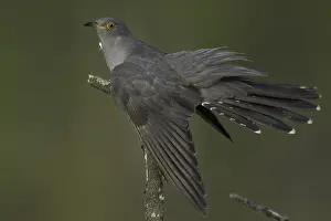 June Prints: Common Cuckoo Print - Adult Bird Perched on Tree Branch