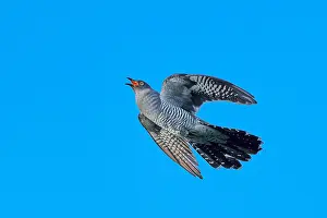 Bird In Flight Photography Prints: Common Cuckoo, Cuculus canorus