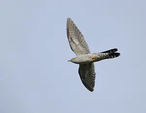 Bird In Flight Photography Prints: Common Cuckoo;Cuculus canorus