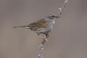 Songbird Perched On Branch Prints: Common Dunnock, Prunella modularis modularis