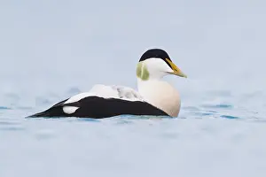European Duck Species Prints: Common Eider