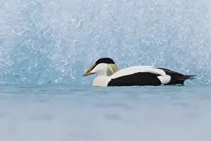 European Duck Species Prints: Common Eider