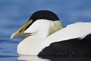 Common Eider Prints: Common Eider