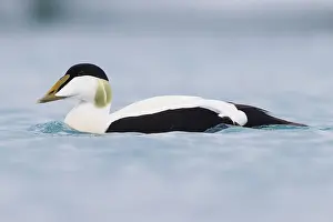 Common Eider Prints: Common Eider