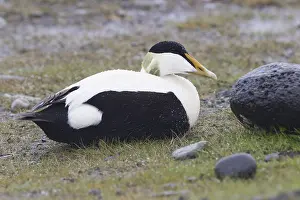 European Duck Species Prints: Common Eider
