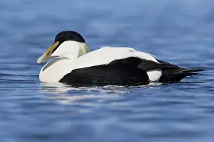European Duck Species Prints: Common Eider