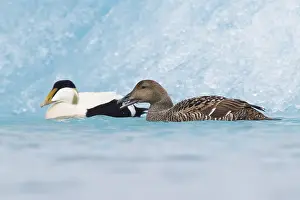 European Duck Species Prints: Common Eider