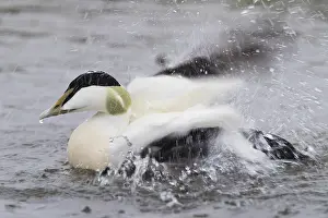 European Duck Species Prints: Common Eider