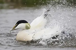 European Duck Species Prints: Common Eider