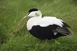 European Duck Species Prints: Common Eider