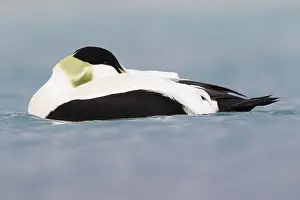 Wild Ducks Prints: Common Eider