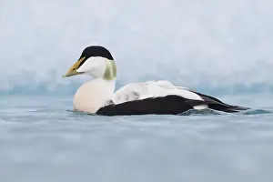 Common Eider Bird Prints: Common Eider