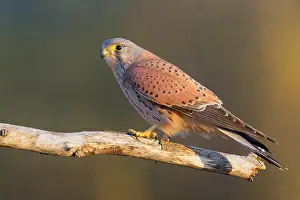 Italian Nature Photography Prints: Common Kestrel