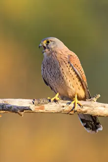 Falconidae Species Prints: Common Kestrel