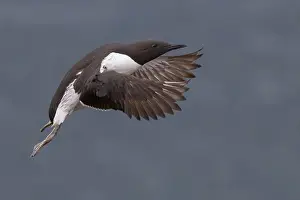 Alcidae Bird Species Prints: Common Murre