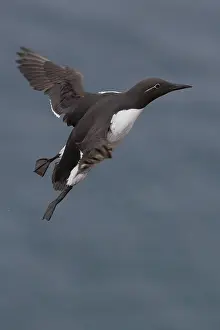 European Birds In Flight Prints: Common Murre