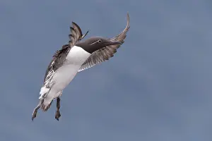 Charadriiformes Species Pictures Prints: Common Murre
